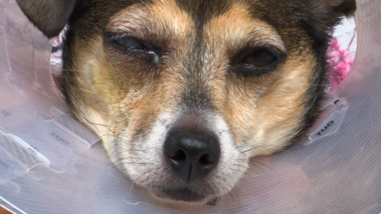 Copperhead snake bites dog in the eye in Roswell neighborhood YouTube