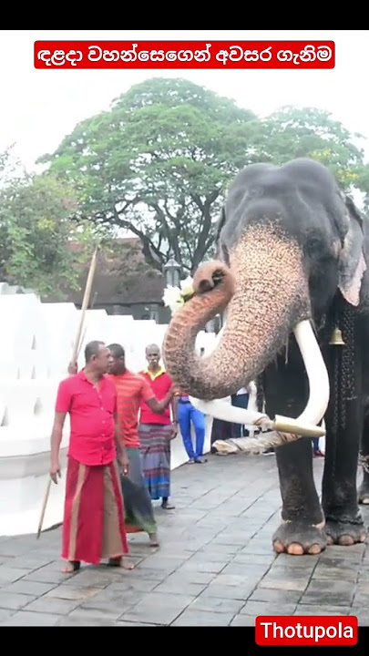 ඳළදා වැඩුමට අවසර ගැනීම #elephant #animals #viralvideo #shorts
