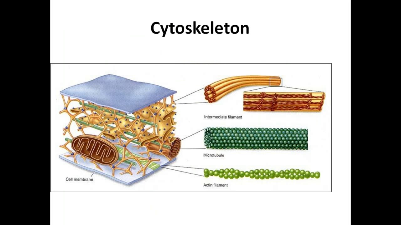 Двигательная функция клетки. Схематическое строение цитоскелета. Цитоскелет эукариотической клетки строение и функции. Цитоскелет микротрубочки строение. Цитоскелет структура строение и функции.