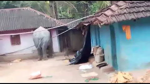 Jhargram: Elephant enters locality in search of food