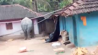 Jhargram: Elephant enters locality in search of food