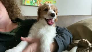 F1BB mini Goldendoodle puppies  $1650 NYS871