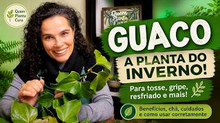GUACO: A PLANTA MAIS PROCURADA NO INVERNO#Guaco #PlantasMedicinais #CháDeGuaco #Fitoterapia