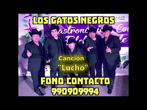 LOS GATOS NEGROS