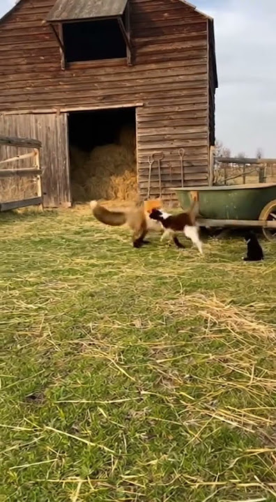 Fox Snatches Kitten — Cat Saves It Instantly🐱 #cat #fox #fyp #animalrescue #explore #viralshorts