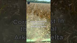 Central AR Delta Corn Harvest