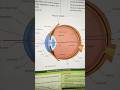 Anatomy &amp; physiology of eye 👁️👀👀 #nurses #nursing #nursingstudent #viralvideo #viral #medicaltips