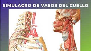 SIMULATION OF NECK VESSELS