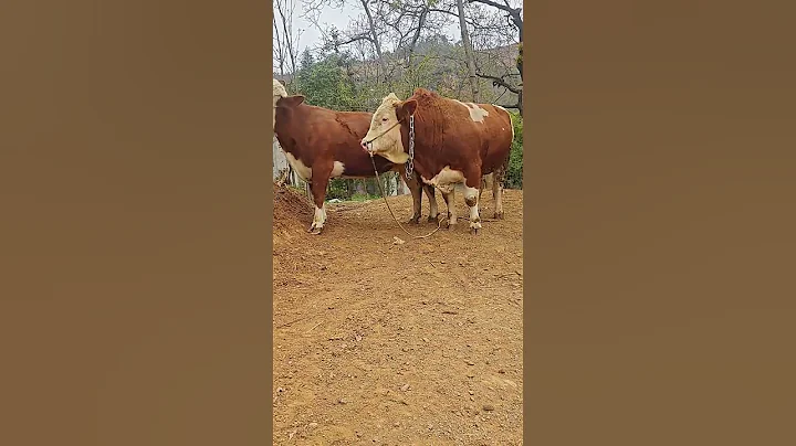 Veterinary staff, improved cows, improved cows 1446