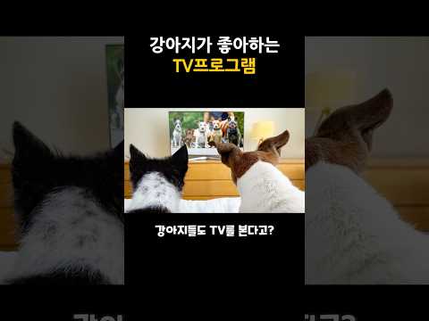 강아지가 좋아하는 <strong>TV프로그램</strong>