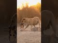 Cobra Meets Fierce Defender