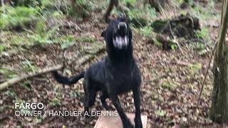 Dennis K9’s Fargo knpv training