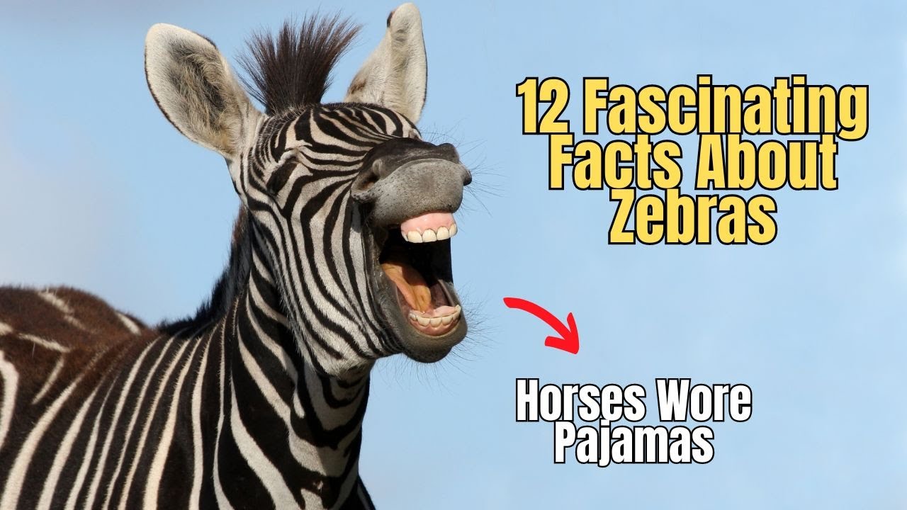 12-facts-about-zebras-why-does-zebra-have-stripes-zebra-interesting