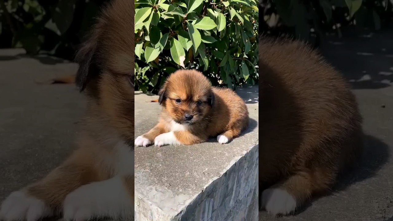 Cute Animal Fun 😃😃 