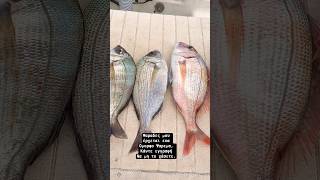 Και τα πολλα καλα ειναι , και τα λιγα καλα ειναι !! #boatfishing #fishing #fishboat #ψάρεμα #fish