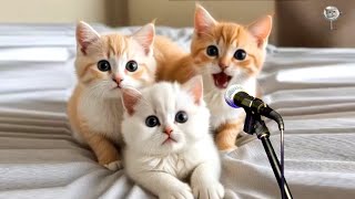 Download Lagu Maulana Ya Maulana Ya Sami Duana | Video Sholawat Kucing MP3