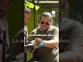 Un bébé félin rare dans un zoo de l'Ouest