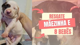 RESGATE DE UMA MAEZINHA E SEUS 8 BEBÊS by MiAu Castração Solidária 35 views 1 year ago 1 minute, 11 seconds