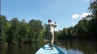 DRAVE Papuan Blackbass Fishing Part2