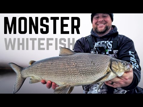 Ice Fishing for MASSIVE Whitefish using Plastics!