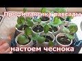 Чеснок в борьбе с вредителями и как профилактика для рассады