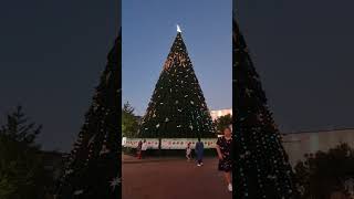 A Gorgeous Christmas Tree in Hamilton New Zealand