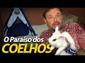 OS COELHOES LEÃO NO PARAÍSO! | A CASA DOS BICHOS