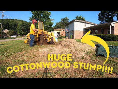 Rayco Rg50 Stump Grinder tackling a Cottonwood Stump