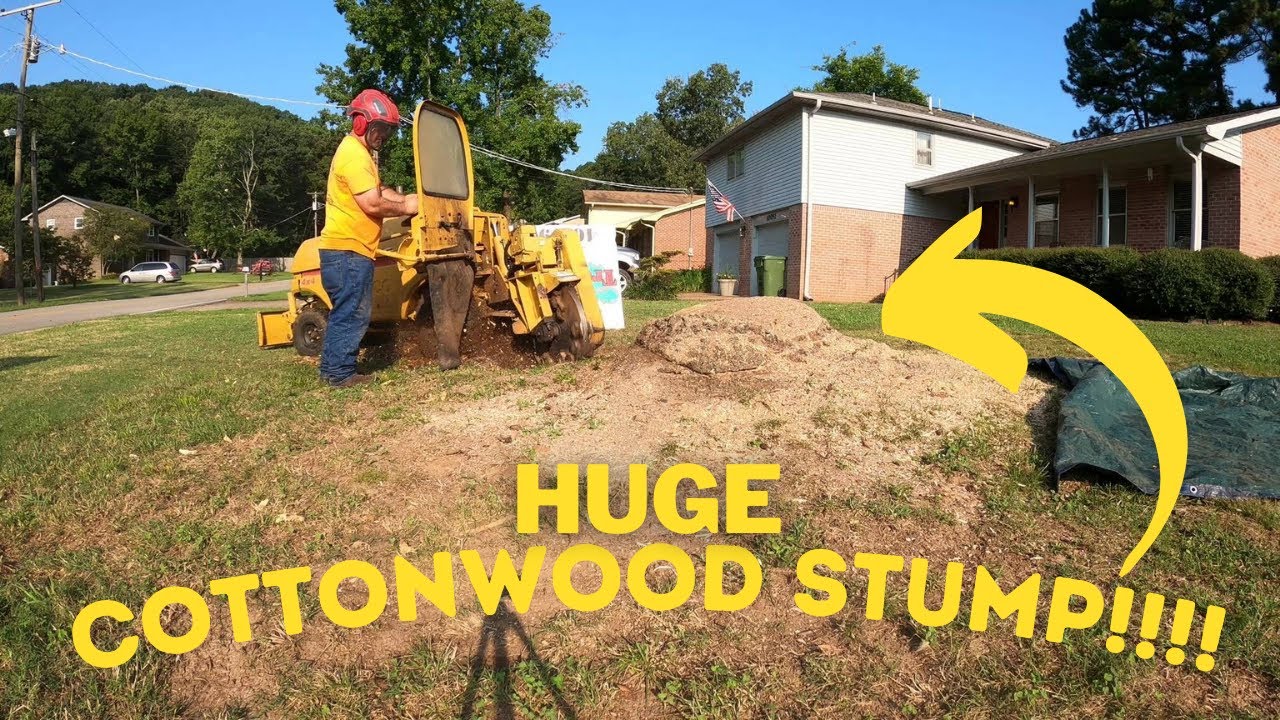Rayco Rg50 Stump Grinder tackling a Cottonwood Stump - YouTube
