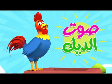 أغنية صوت الديك أغنية أصوات الحيوانات قناة صولاسي 