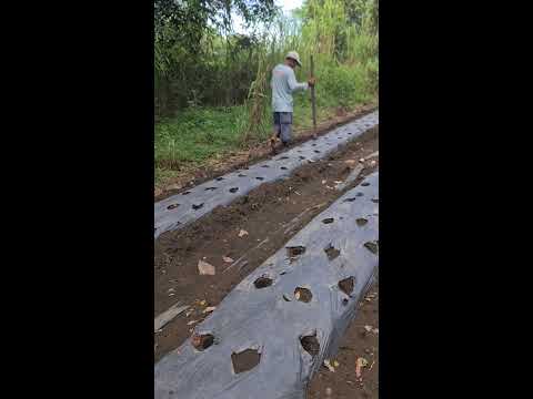 Smart Mulch Hole
