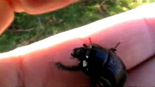 Celebrity dung beetle stridulating Wealth