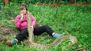 72 hours to build a giant python trap on the farm - the giant python appeared in the garden.