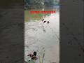 Traditional CastNetFishing lot big fish Jumping #fishing #fish #shortvideos #vlog #castnetfishing