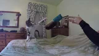 Crazy Cat Shenanigans