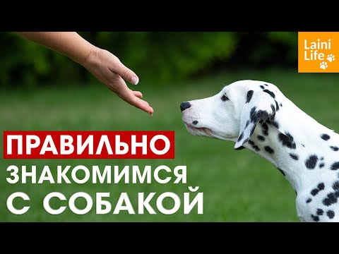 Видео: Как подойти к уличной собаке: 11 шагов (с иллюстрациями)