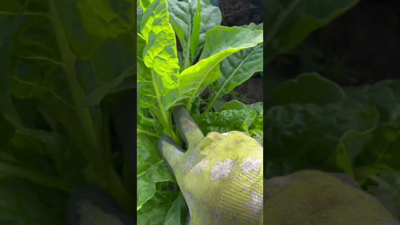 How to harvest Swiss Chard! 