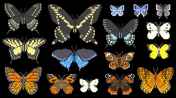 North American Butterflies - Insects - The Kids