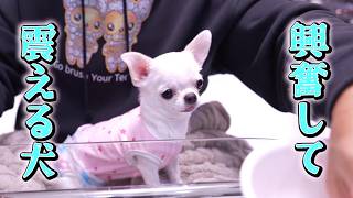 飼い主も初めて見る巨大イチゴを食べて身体の震えが止まらなくなる子犬チワワさんw