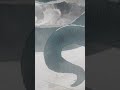 蛇 丸呑み チェンソーマン チェンソーマン アニメ 蛇 丸呑み チェンソーマン チェンソーマン アニメ