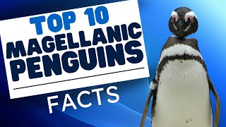 Top 10 Magellanic Penguin Fun Facts - Penguins 101 by Animal Facts 290 views 2 months ago 6 minutes, 9 seconds