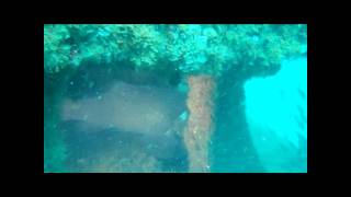 Jupiter Diving 26Feb11-1080.wmv
