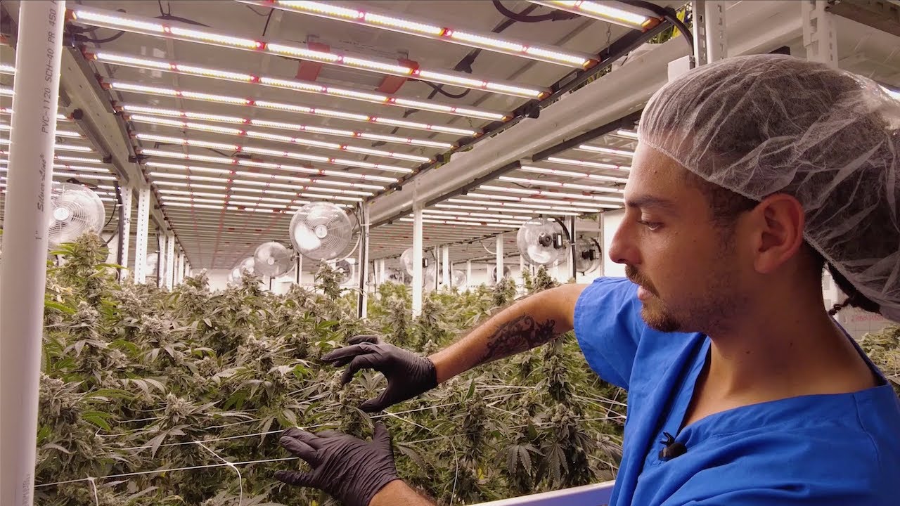 El Tiempo News Team Tours CULTA's Cannabis Farm in Cambridge, Maryland