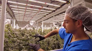 El Tiempo News Team Tours CULTA's Cannabis Farm in Cambridge, Maryland