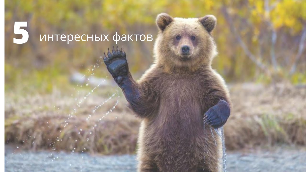 Машина сбила медведя видео