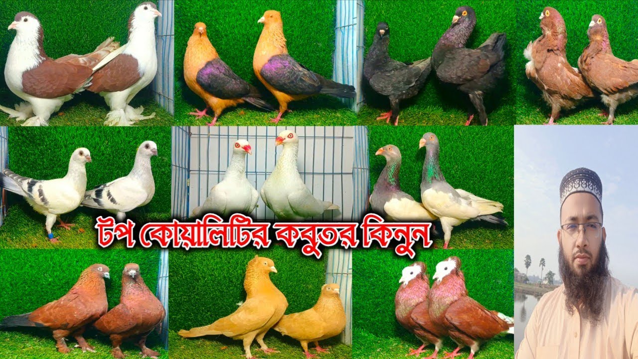 🌹১০০% ডিম বাচ্চা সহকারে হাই কোয়ালিটির ফেন্সি কবুতর বিক্রি হবে পাইকারি দামে সারা বাংলাদেশ ডেলিভারি 🌹🌹