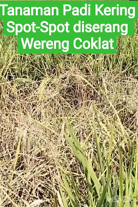 tanaman padi terserang hama wbc, #padi #sawah #hamapadi