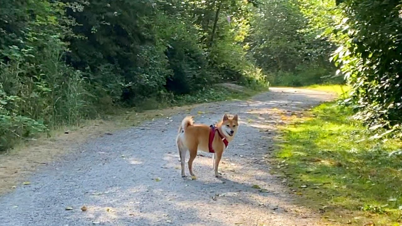 What Happens When A Shiba Goes Off Leash | Super Shiba