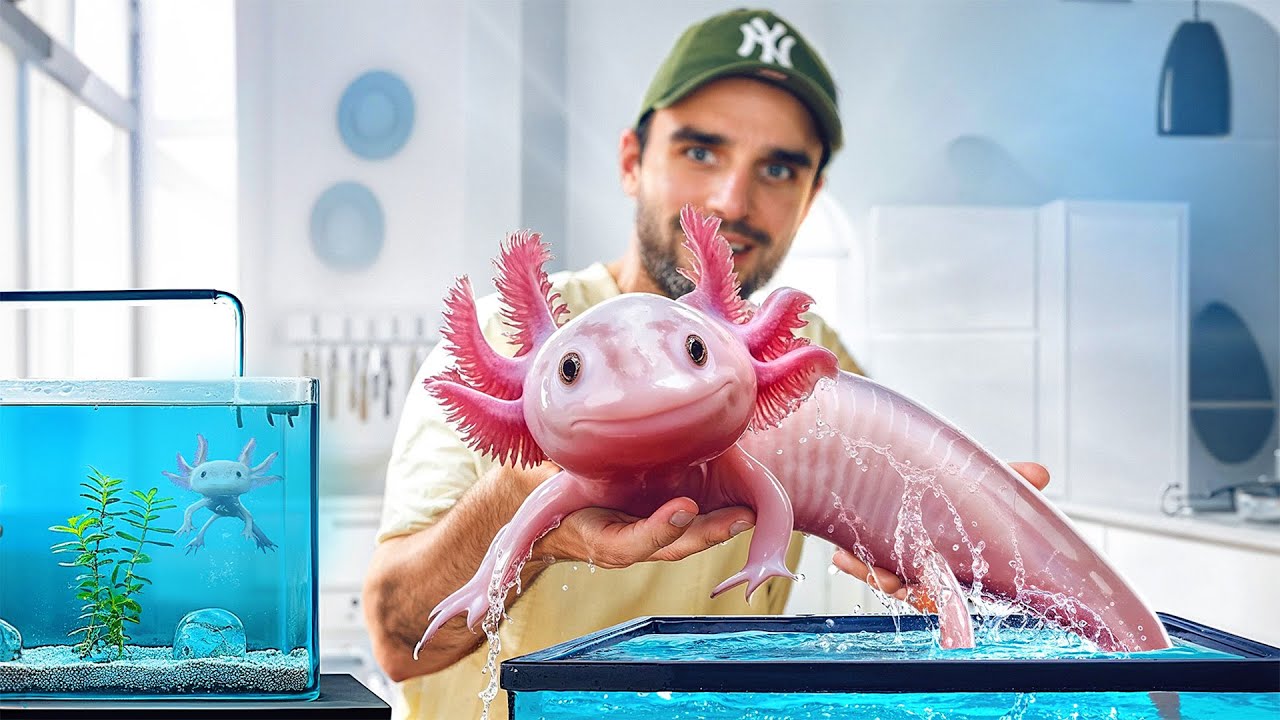 My Axolotls are getting huge! - YouTube