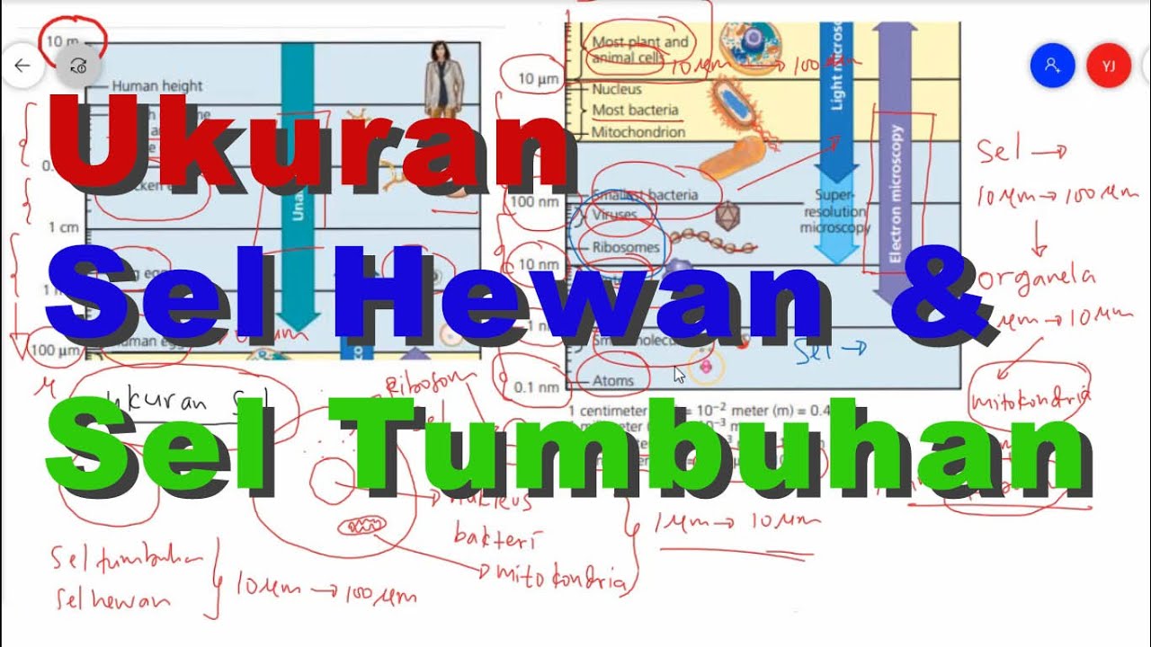  Ukuran  Sel  Hewan  dan Sel  Tumbuhan YouTube